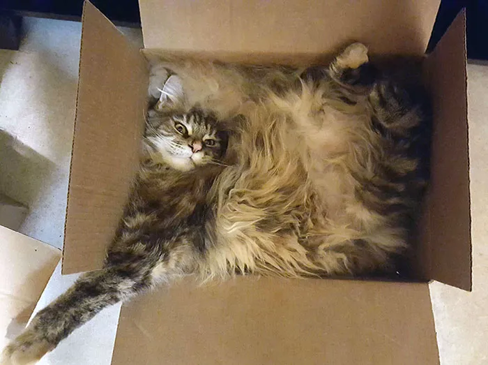 Contents Of Package May Have Shifted In Transit