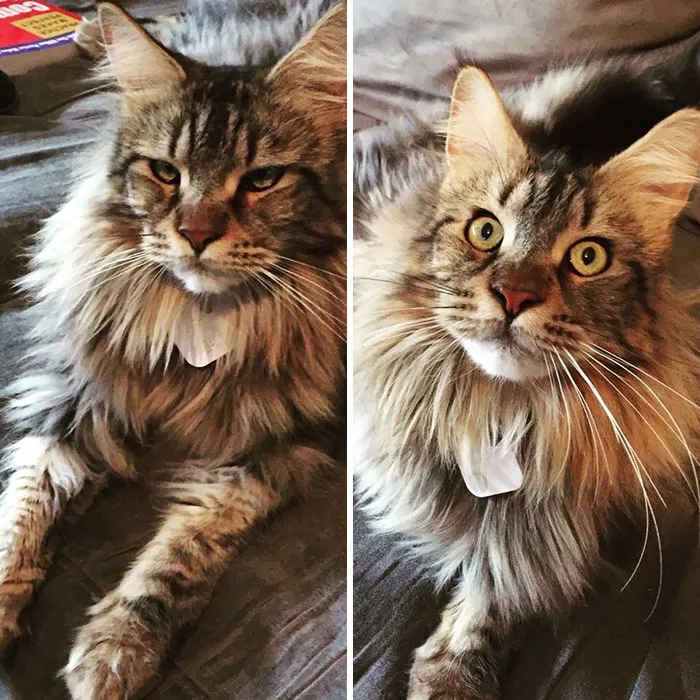 Just Told My Maine Coon Where The Vet Is Going To Put That Thermometer