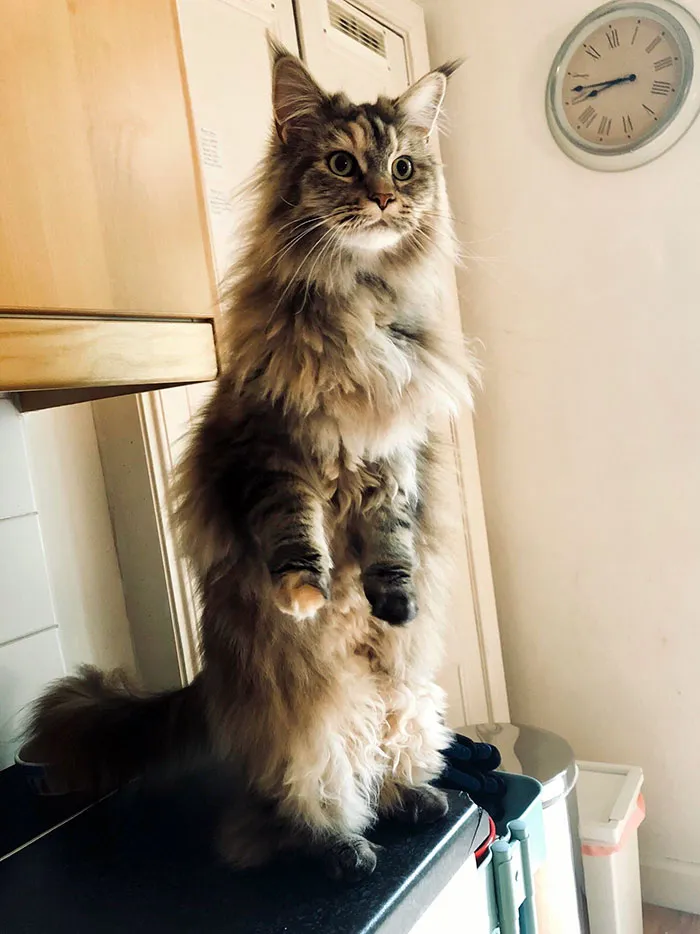 Every Time She Hears An Unusual Sound