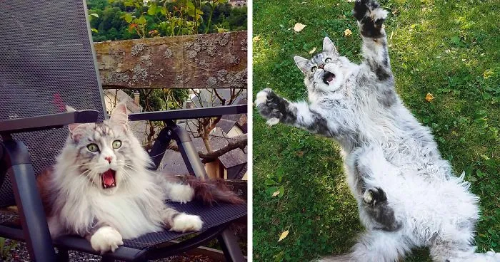 If You Think Your Tabby Is Funny, Wait Until You See These Silly Maine Coon Cats