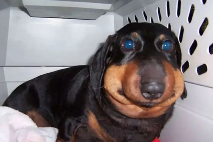 Plump Weiner