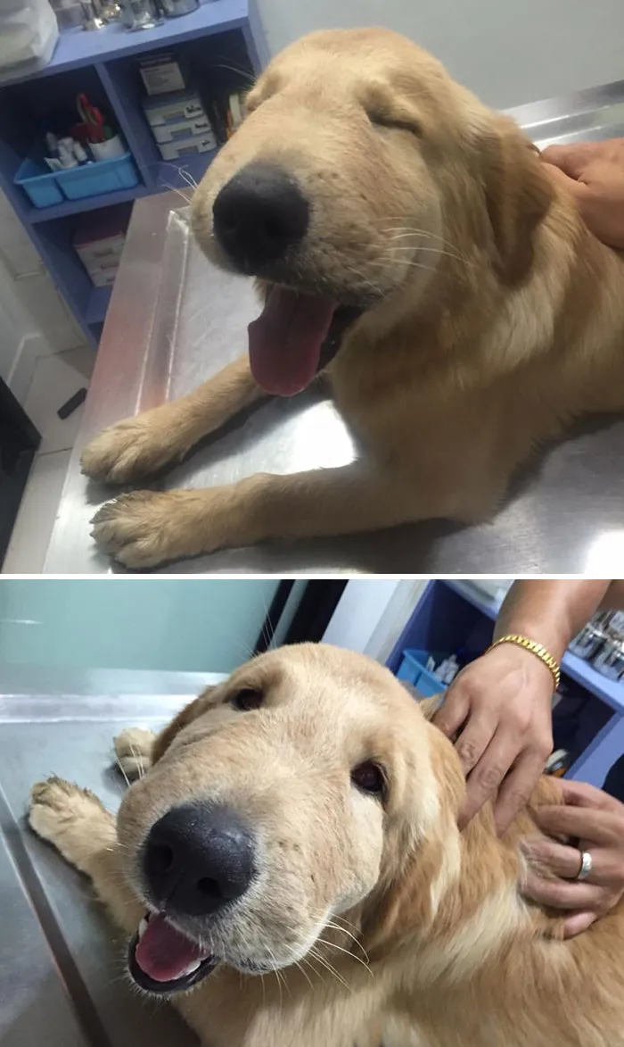 Puppy After Some Bee Stings