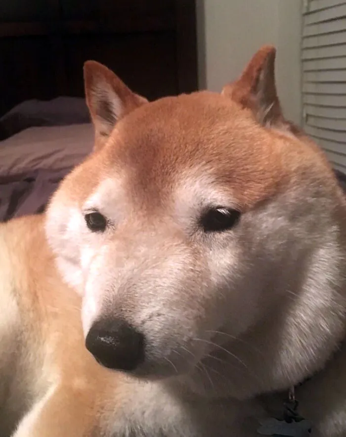 Shibeebe