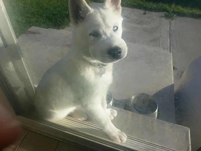 He Also Tried To Eat A Bee