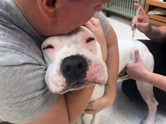 My Pibble Getting A Shot After Trying To Eat A Bee