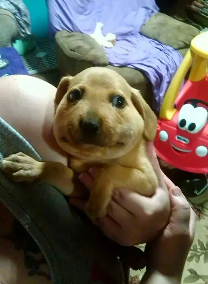 My Friends' Dog Ate A Bee