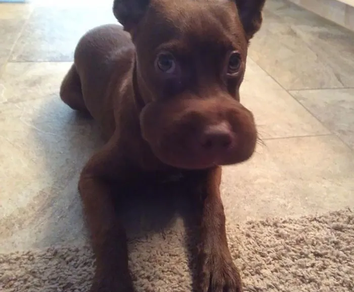 Rocky Ate A Bee To Celebrate National Dog Day