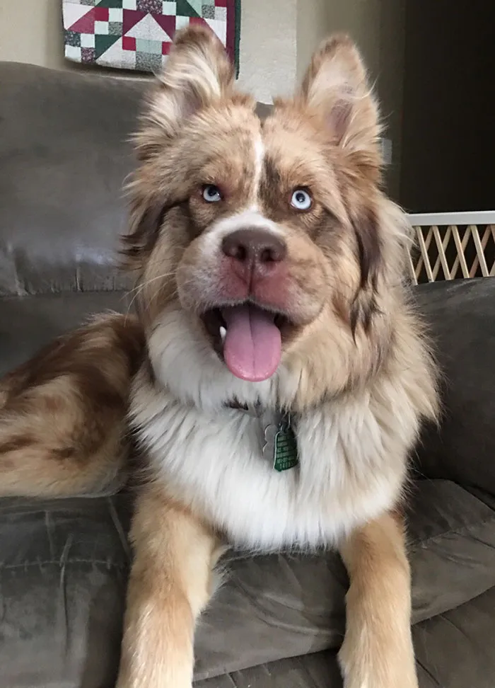This Dog That Ate A Bee