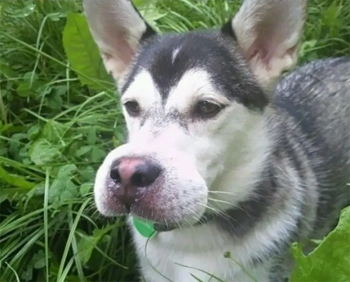 My Dog Decided To Eat A Bee