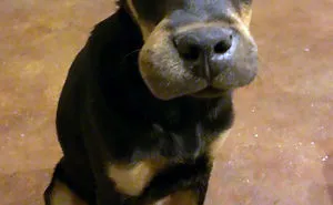 49 Good Puppers That Learned They Should Never Mess With Bees