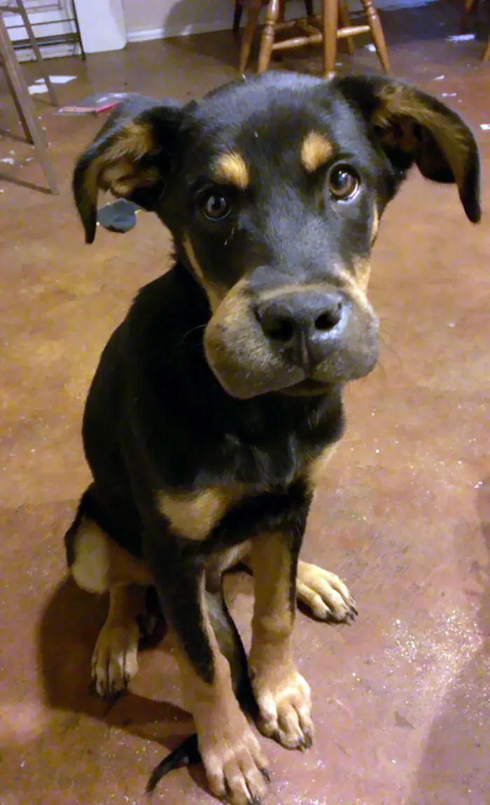 My Dog Got In A Fight With A Bee, And Lost