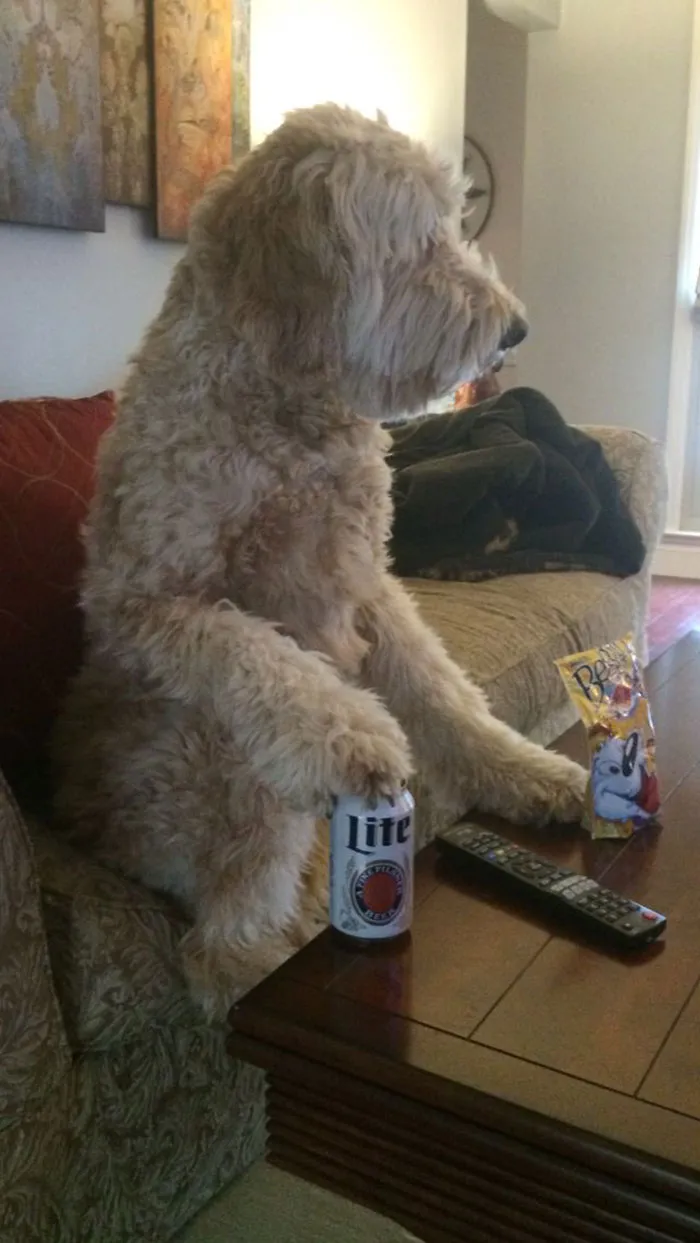 Big furry dog watching TV 