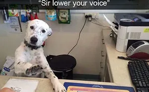 30 Funny And Cute Dog Snapchats That Will Hopefully Make Your Day