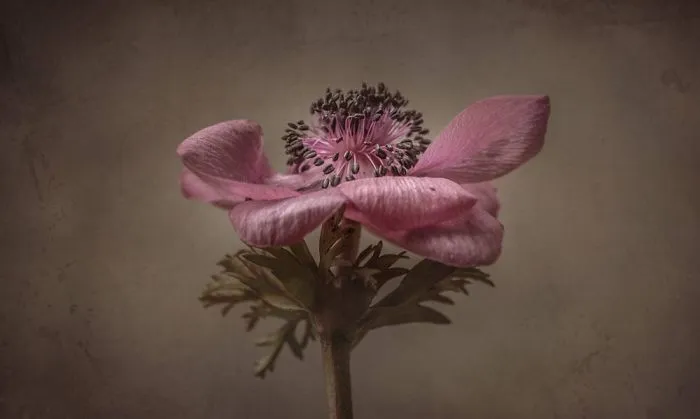I Love To Photograph These Stunning British Flowers