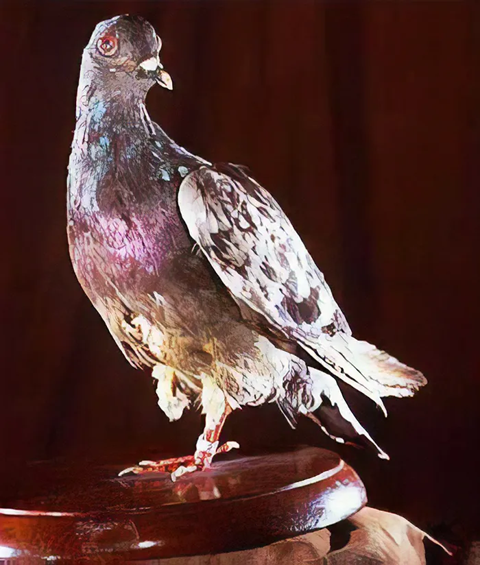 Cher Ami
