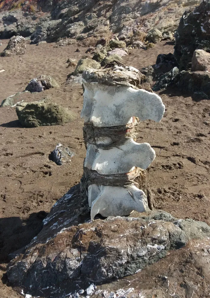 Trozo de columna vertebral de ballena