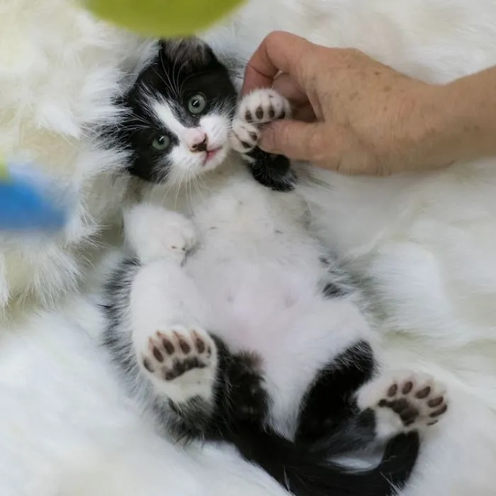 Extra Toes Have Made These Cats Famous