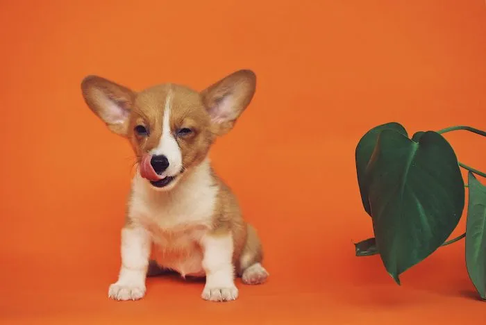 New Dog Essentials: 7 Tips And 1 Must-Do You’ll Need For Success