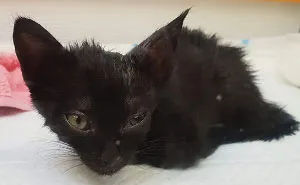 A Year Ago Our Adopted Kitten Was Fighting For Her Life, Now She's Full Of Life And Half The Size Of A Normal Cat