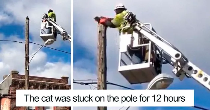 Verizon Suspends Worker Who Rescued Cat Using His Work Equipment