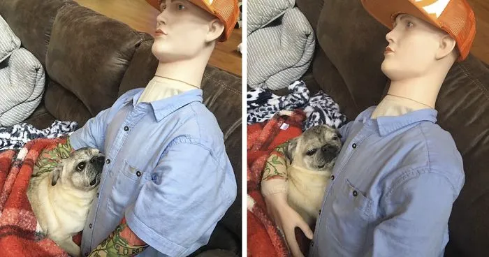 This Dog Has Separation Anxiety And Can't Sleep Without His Human, So The Owner Bought Him A Mannequin
