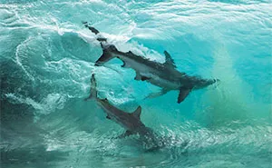 I Took These Jaw-Dropping Shots Of A Shark Frenzy In Western Australia