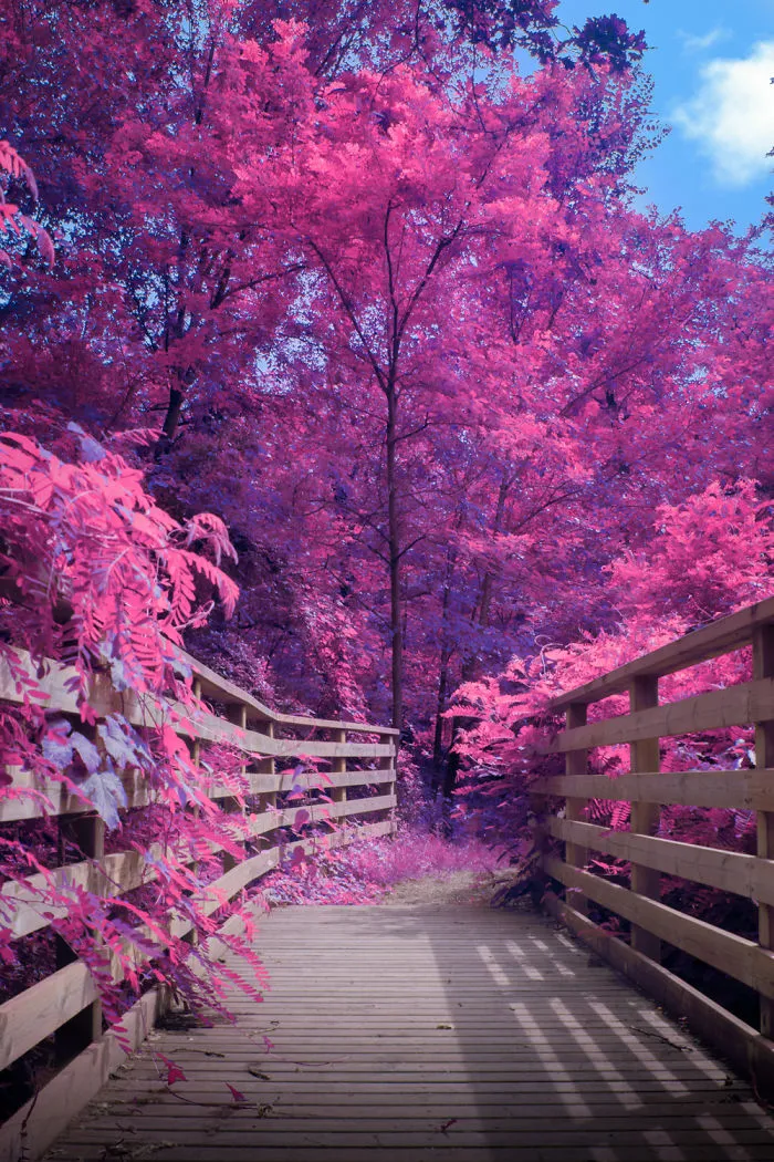 Here's How The World Would Look Like If It Was All Pink