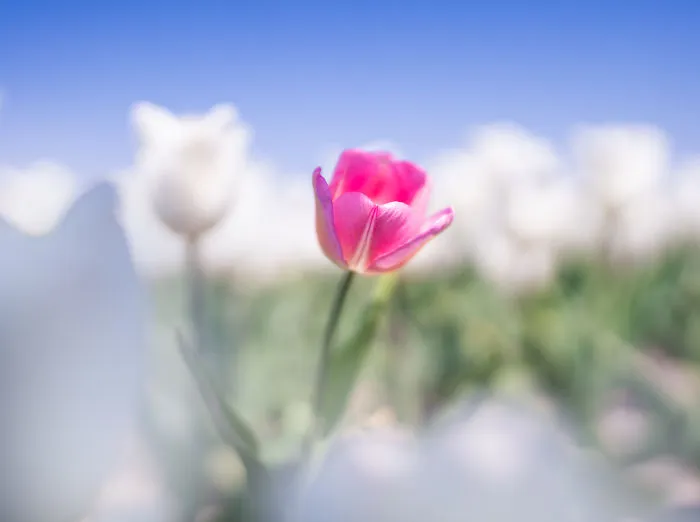 I Capture The Captivating Tulip Fields Of My Beautiful Country