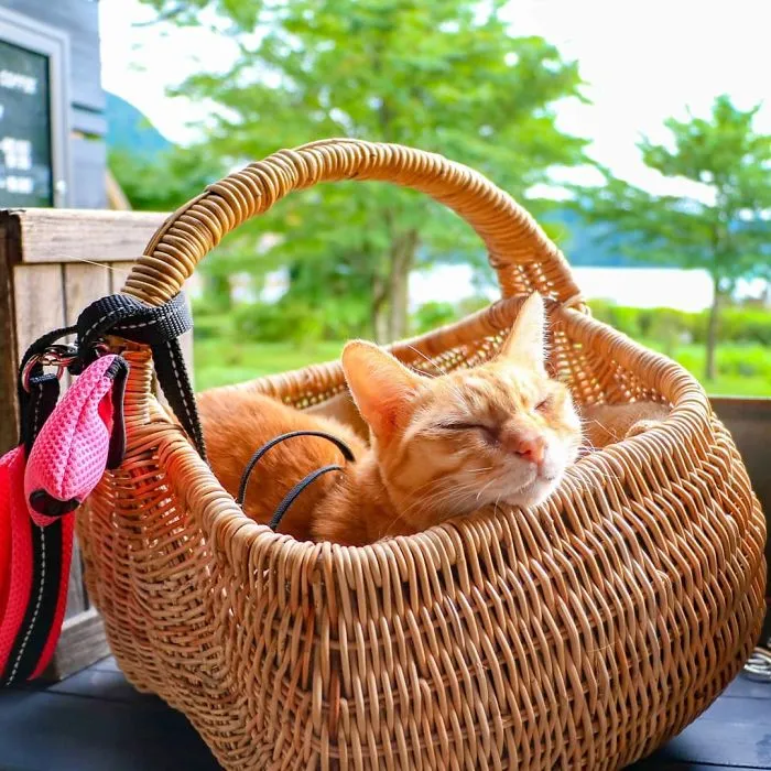 Owner Takes His 2 Cats On His Travels Around Japan And Their Instagram Is Purrfect