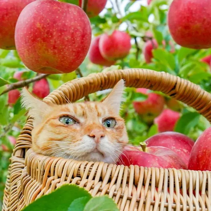 Owner Takes His 2 Cats On His Travels Around Japan And Their Instagram Is Purrfect