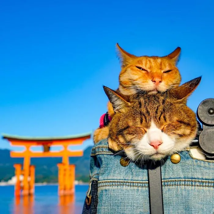 Owner Takes His 2 Cats On His Travels Around Japan And Their Instagram Is Purrfect