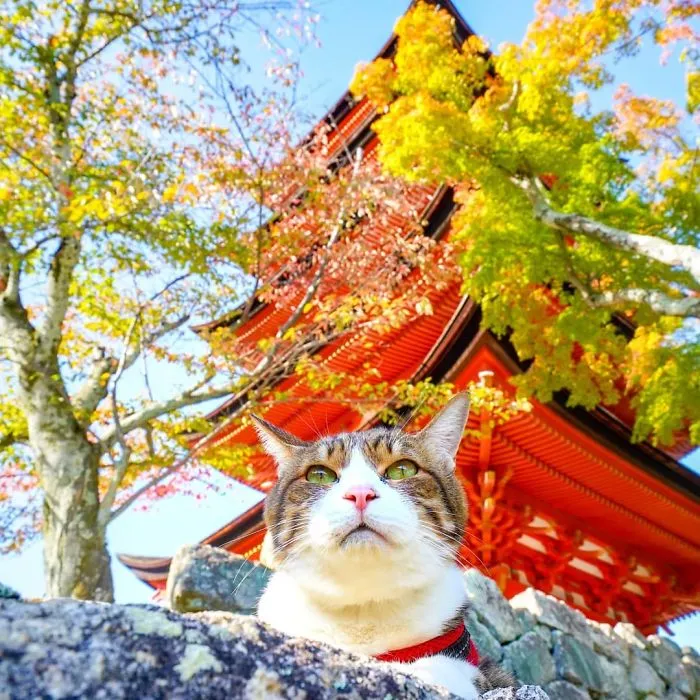 Owner Takes His 2 Cats On His Travels Around Japan And Their Instagram Is Purrfect