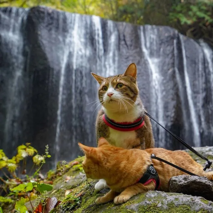 Owner Takes His 2 Cats On His Travels Around Japan And Their Instagram Is Purrfect
