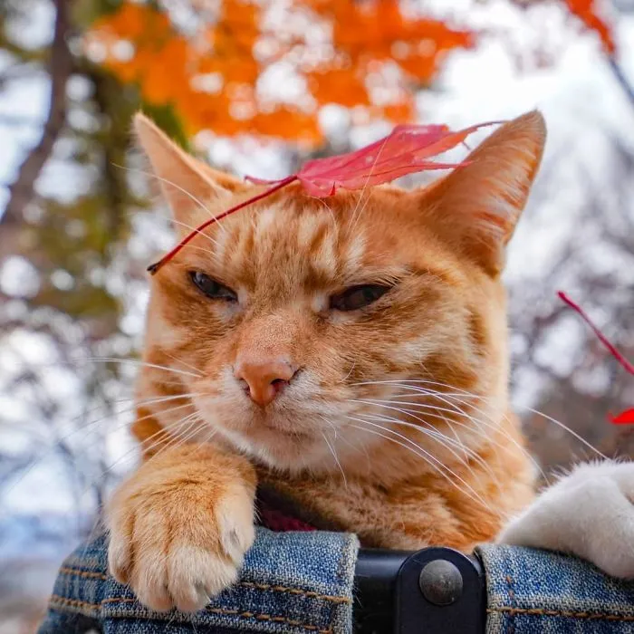 Owner Takes His 2 Cats On His Travels Around Japan And Their Instagram Is Purrfect