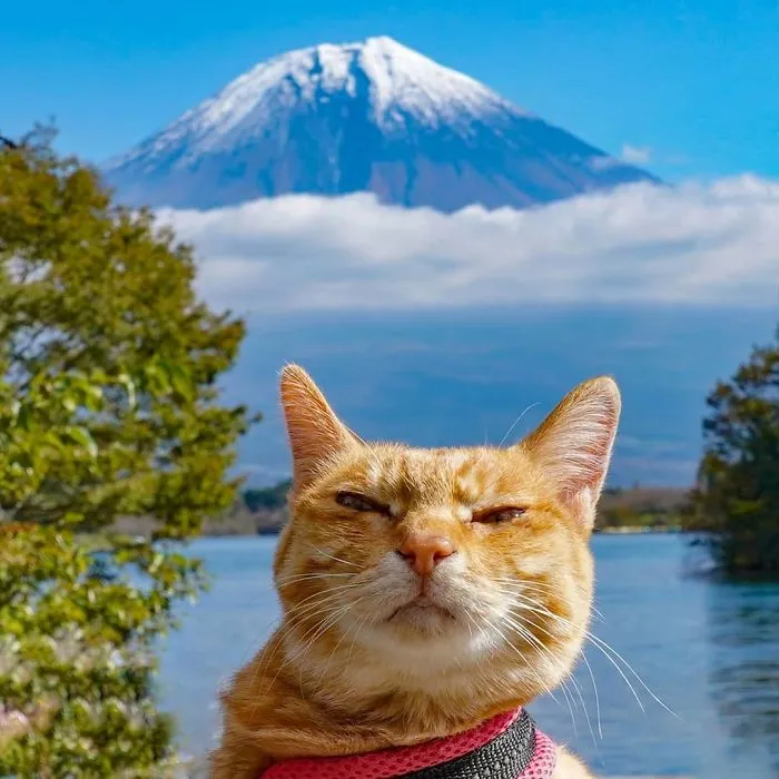 Owner Takes His 2 Cats On His Travels Around Japan And Their Instagram Is Purrfect