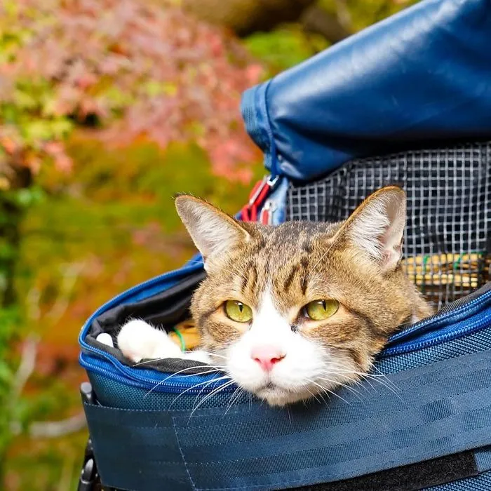 Owner Takes His 2 Cats On His Travels Around Japan And Their Instagram Is Purrfect