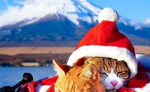 Owner Takes His 2 Cats On His Travels Around Japan And Their Instagram Is Purrfect