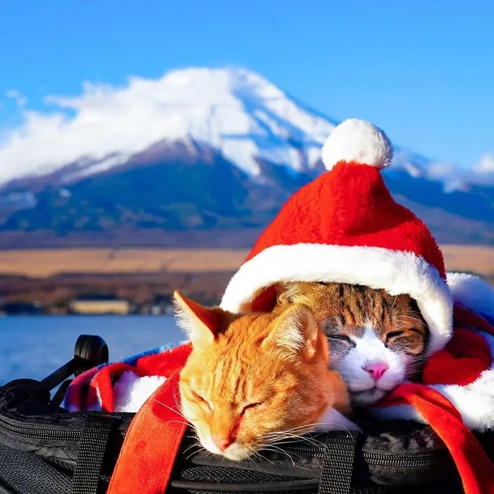 Owner Takes His 2 Cats On His Travels Around Japan And Their Instagram Is Purrfect