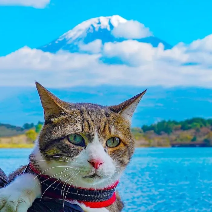 Owner Takes His 2 Cats On His Travels Around Japan And Their Instagram Is Purrfect