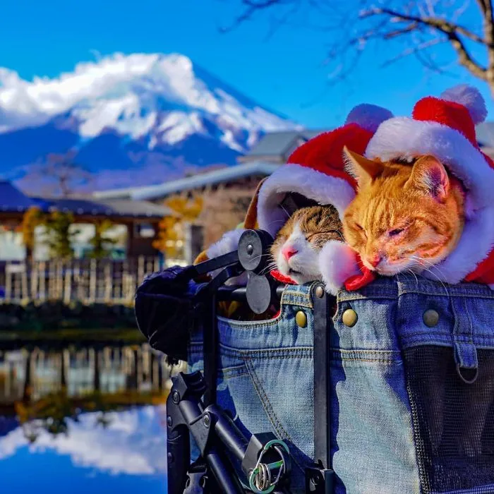Owner Takes His 2 Cats On His Travels Around Japan And Their Instagram Is Purrfect