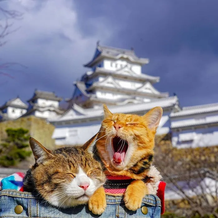 Owner Takes His 2 Cats On His Travels Around Japan And Their Instagram Is Purrfect