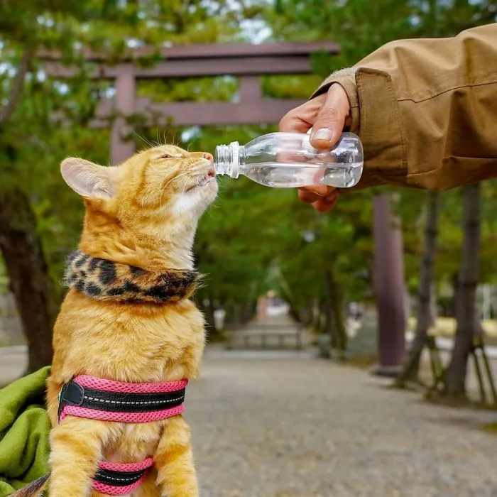 Owner Takes His 2 Cats On His Travels Around Japan And Their Instagram Is Purrfect