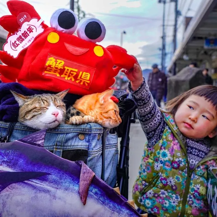 Owner Takes His 2 Cats On His Travels Around Japan And Their Instagram Is Purrfect