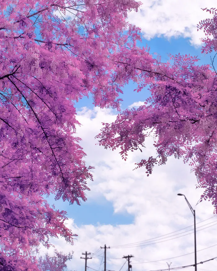 Here's How The World Would Look Like If It Was All Pink