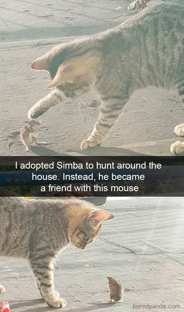 40 Hilarious Cat Snapchats That Will Leave You With The Biggest Smile (New Pics)