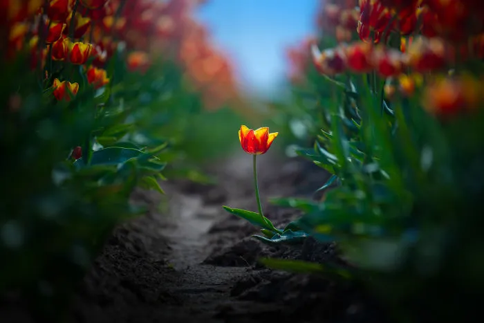 I Capture The Captivating Tulip Fields Of My Beautiful Country