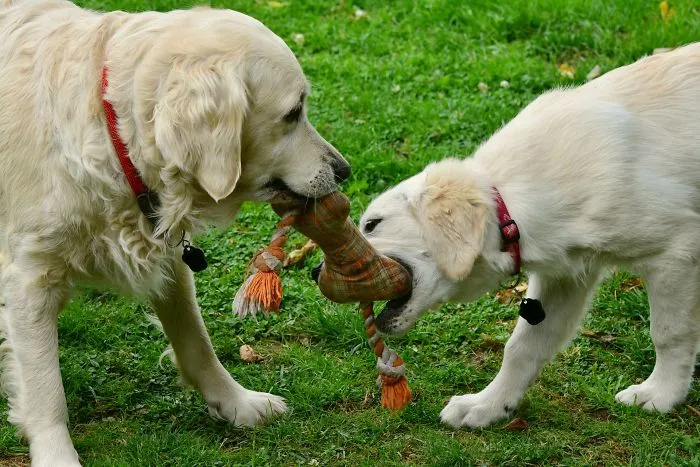 5 Things You Shouldn’t Do At Any Dog Park