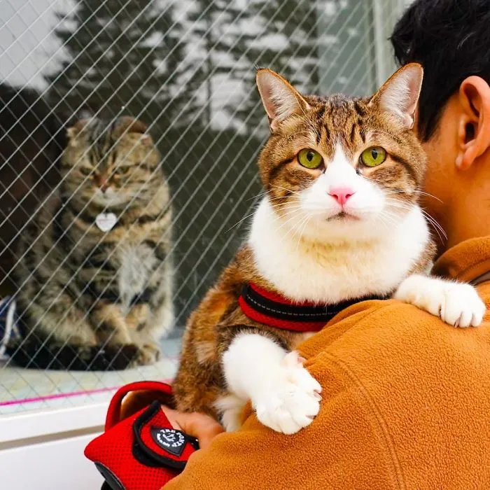 Owner Takes His 2 Cats On His Travels Around Japan And Their Instagram Is Purrfect