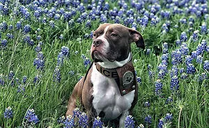 The Texas Bluebonnet Challenge Is Going Viral And Here Are The 30 Best Photos From Police Officers So Far