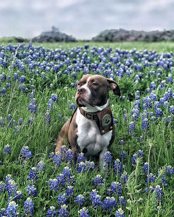 The Texas Bluebonnet Challenge Is Going Viral And Here Are The 30 Best Photos From Police Officers So Far